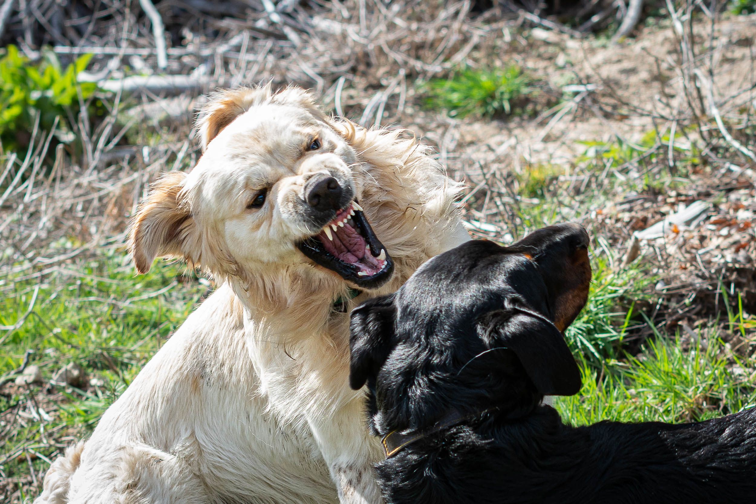 How To Receive Compensation For A Dog Bite Injury